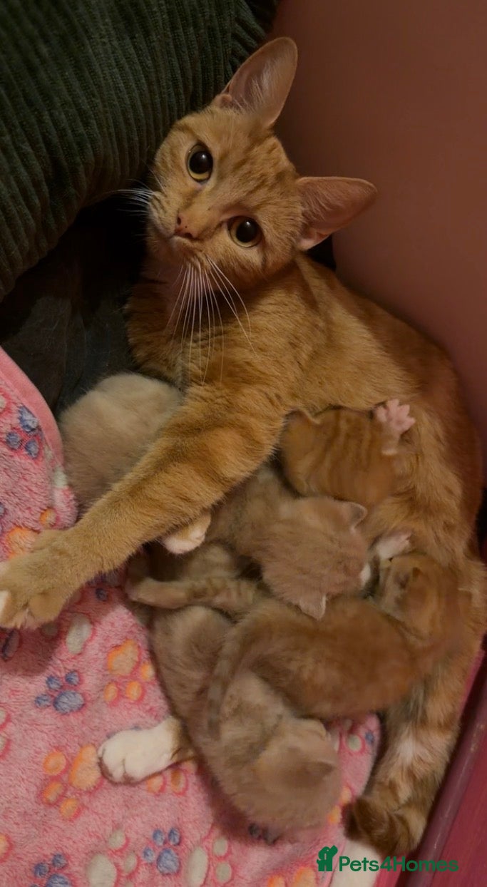 Mixed Breed cats 2 orange and 1 champagne male kittens - Advert 3