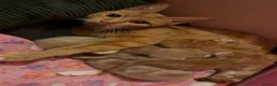 Mixed Breed cats for sale: 2 orange and 1 champagne male kittens - Advert 1