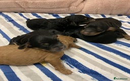 Cockapoo dogs for sale: F1b cockapoo puppies  Parents health tested - Image 3