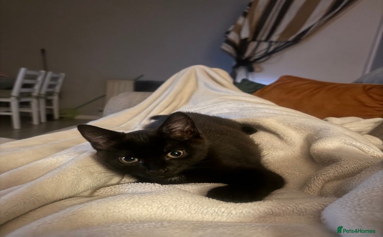 Domestic Shorthair cats in Hook - Advert 1
