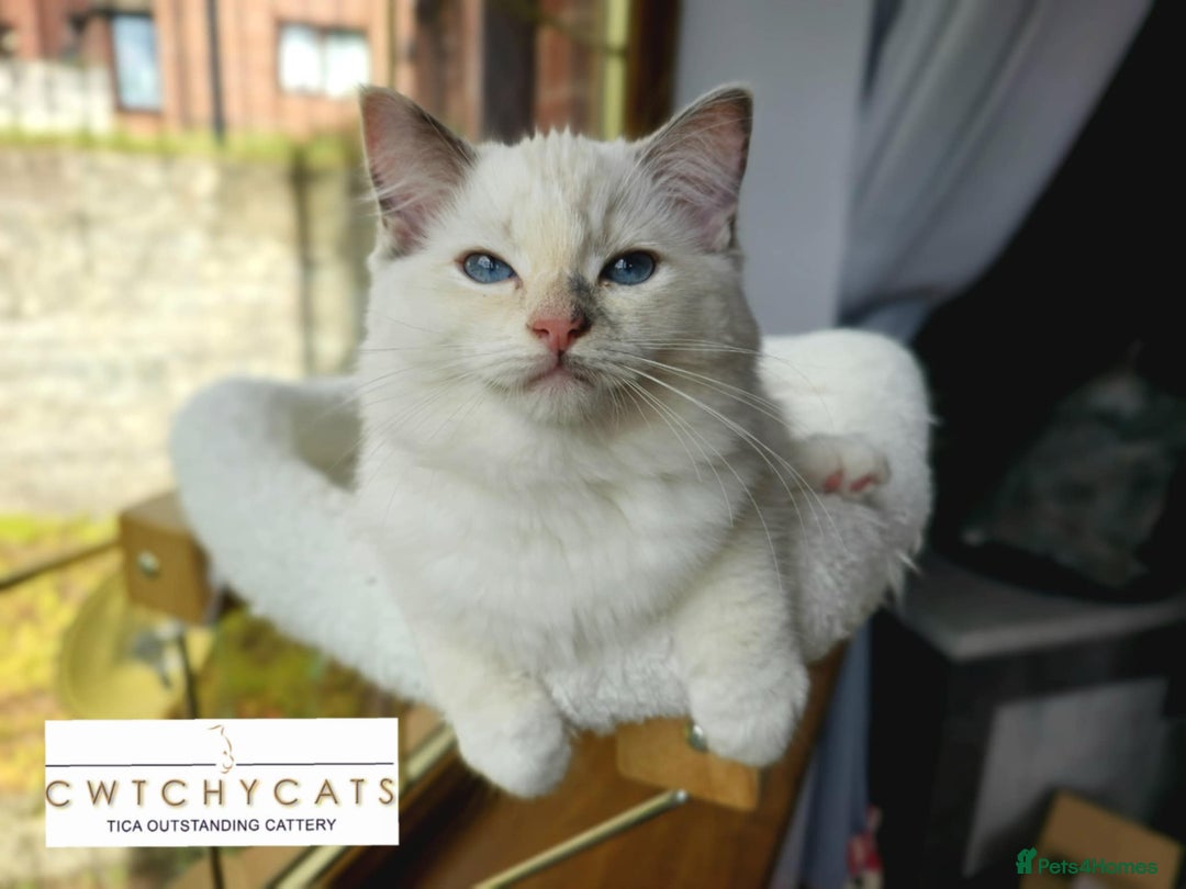 Ragdoll cats for sale: Top Quality, Tica Reg Kittens from Euro / US Lines - Image 9