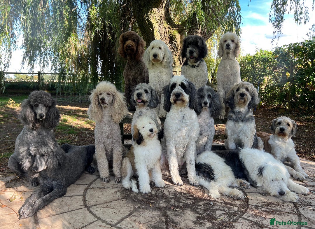 Saint Bernard dogs for sale: St Berdoodle Puppies  - Advert 3