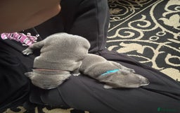 Staffordshire Bull Terrier dogs for sale: KC blue Staffordshire bull terriers - Image 10