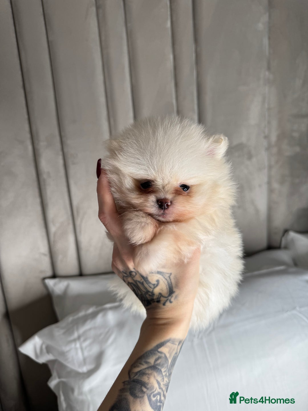 Pomeranian dogs for sale: 3 TEDDY KC POMERANIANS LEFT 🐶 - Advert 3