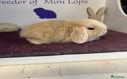Mini Lop rabbits for sale: Beautiful litter of mixed mini lops  - Image 8