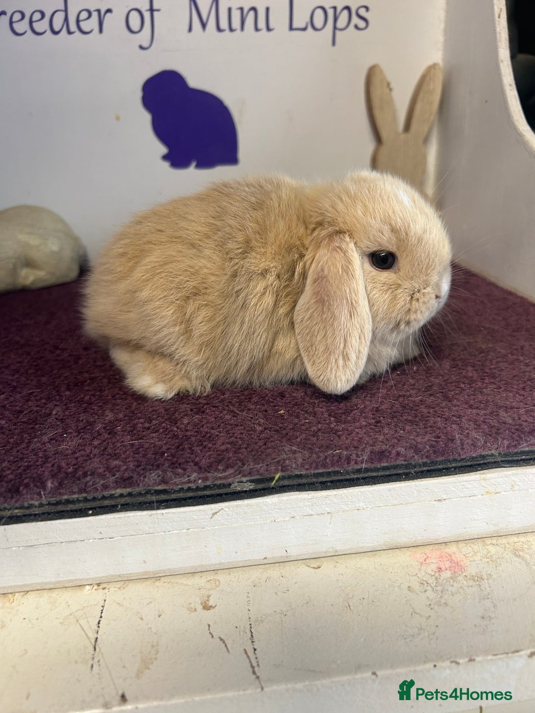 Mini Lop rabbits for sale: Beautiful litter of mixed mini lops  - Image 8