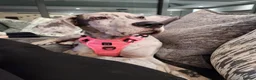 Great Dane dogs for sale: 8 mth old merle great dane girl in York - Advert 4