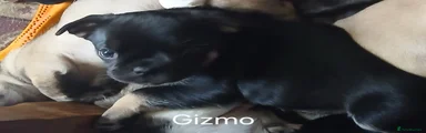 Gizmo