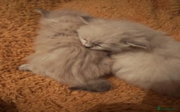 Siberian cats for sale: GCCF TICA 5 generations - Image 7