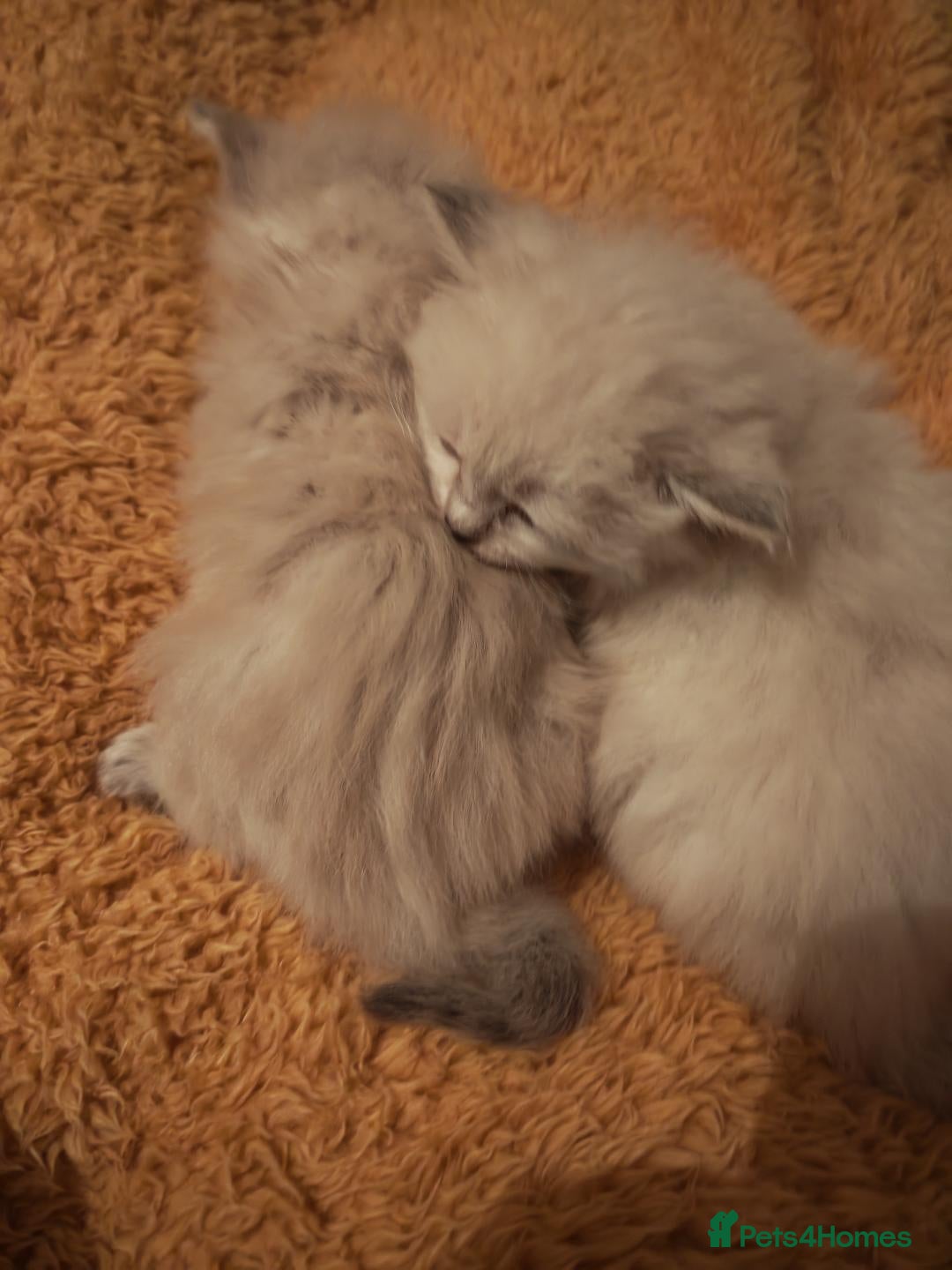 Siberian cats for sale: GCCF TICA 5 generations - Image 7