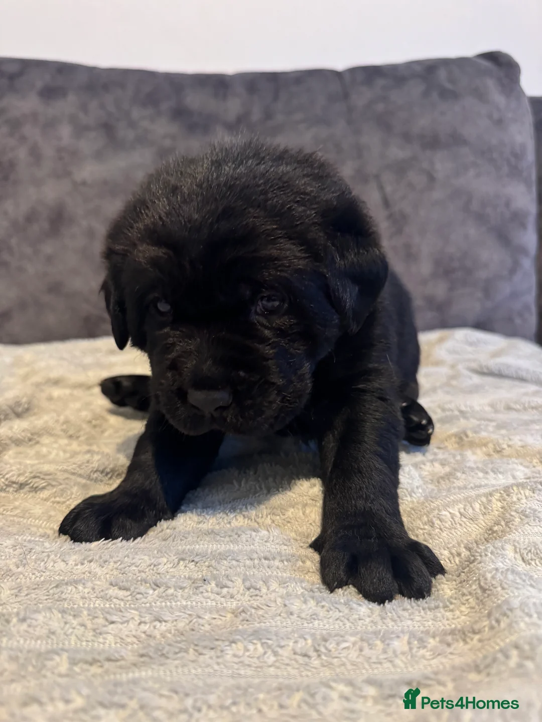 Labrador Retriever dogs for sale: KC Registered Black Chunky Labradors  - Advert 22