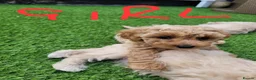 Mixed Breed dogs for sale: *READY TO LEAVE* 7 beautiful Cavapoochons  - Advert 4