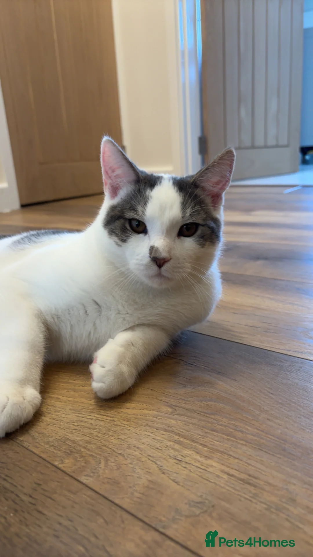 Mixed Breed cats for sale: 6 Month Old Adorable Mix Breed Brother and Sister. - Advert 2