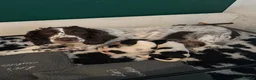 English Springer Spaniel dogs for sale: KC Registered Spring Spaniels - Advert 6