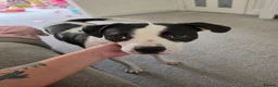 Mixed Breed dogs for sale: Evie  in Doncaster - Advert 2