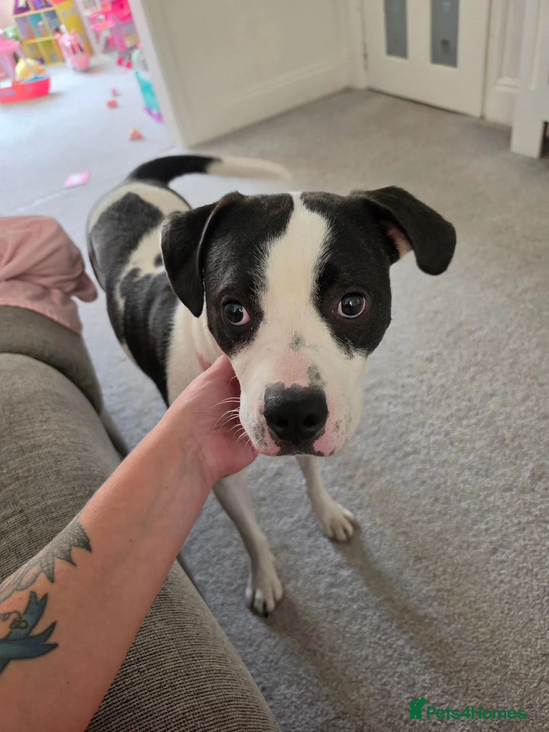 Mixed Breed dogs for sale: Evie  in Doncaster - Advert 2