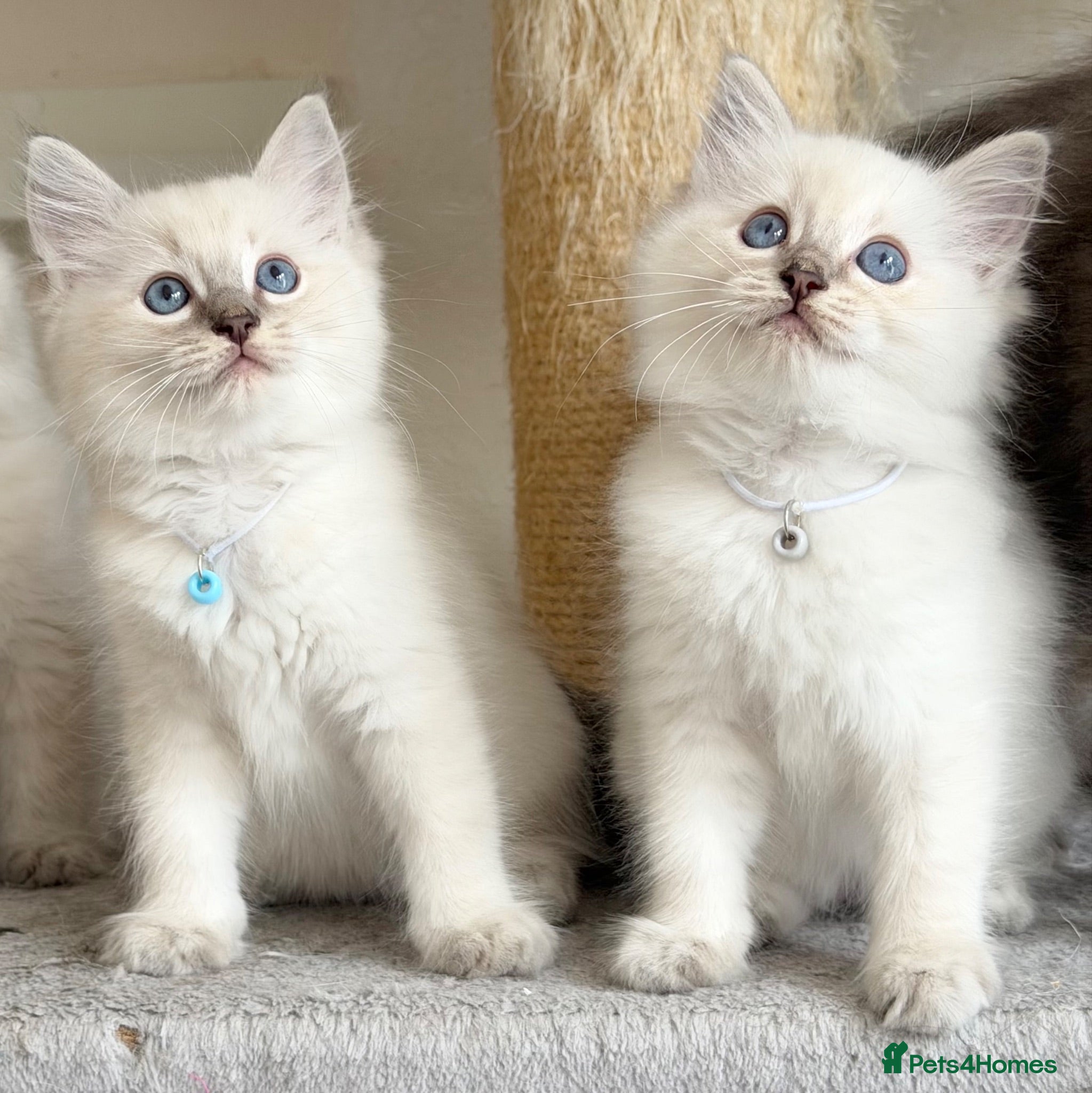 Ragdoll cats 1 Boy & 1 Girl Left - TICA Registered - Advert 2