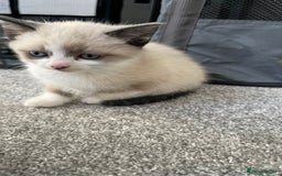 Mixed Breed cats for sale: Beautiful girl kitten ready soon for forever home - Advert 3