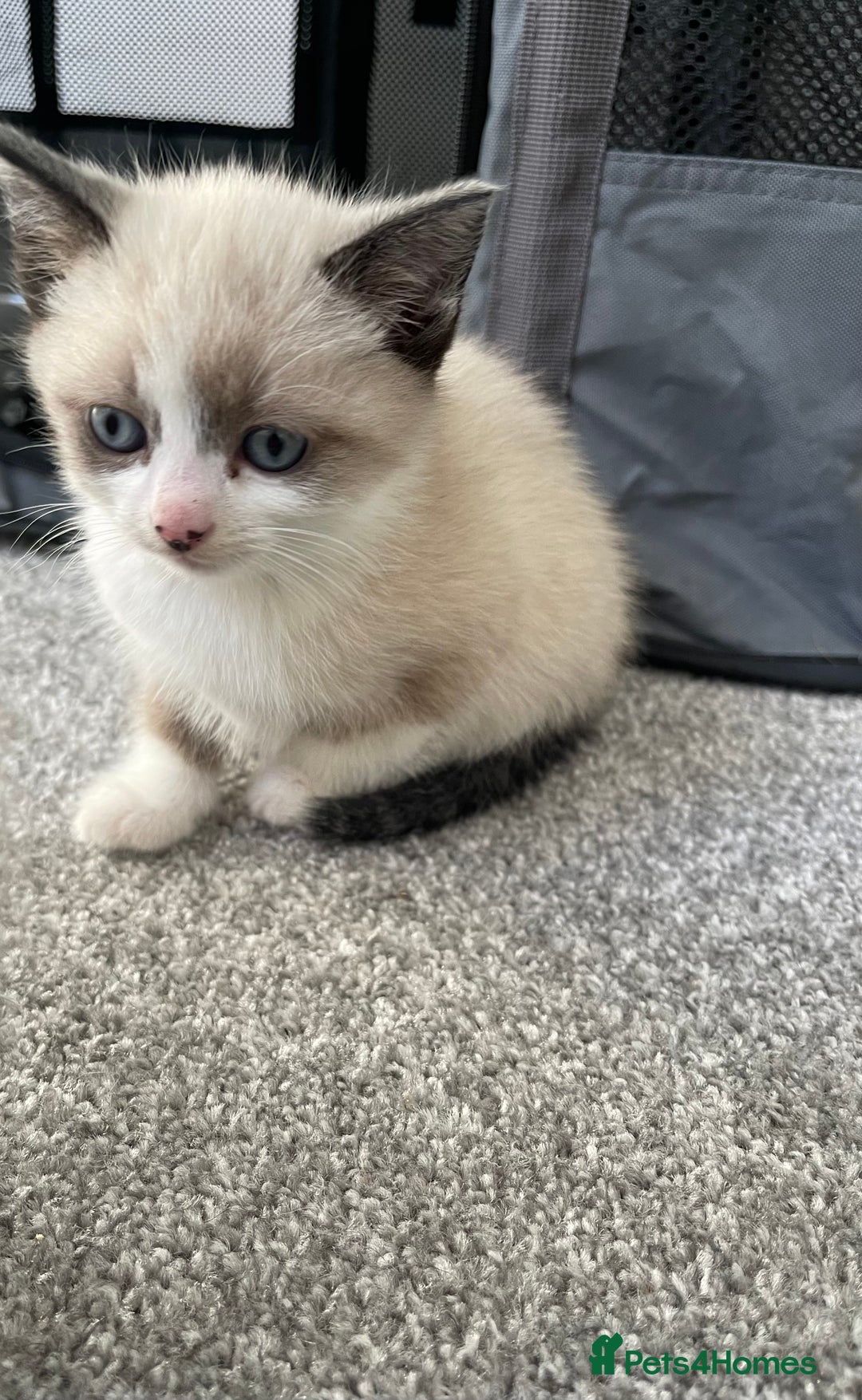 Mixed Breed cats for sale: Beautiful girl kitten ready soon for forever home - Advert 3