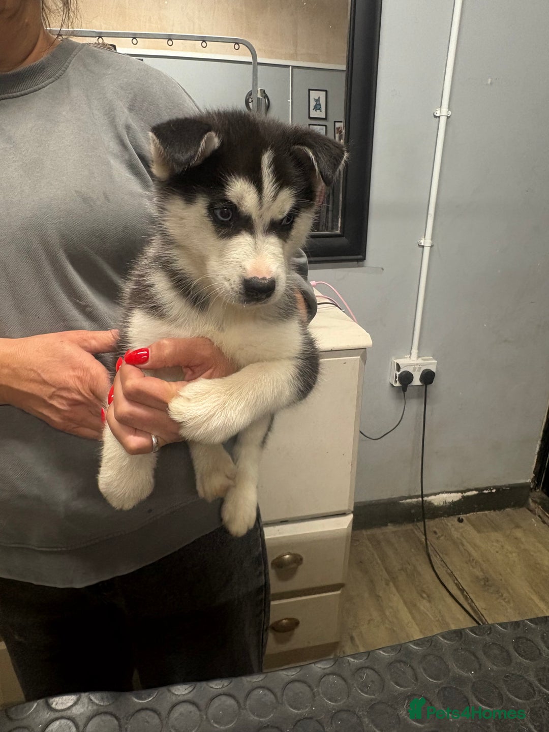 Siberian Husky dogs for sale: Siberian husky - Advert 3