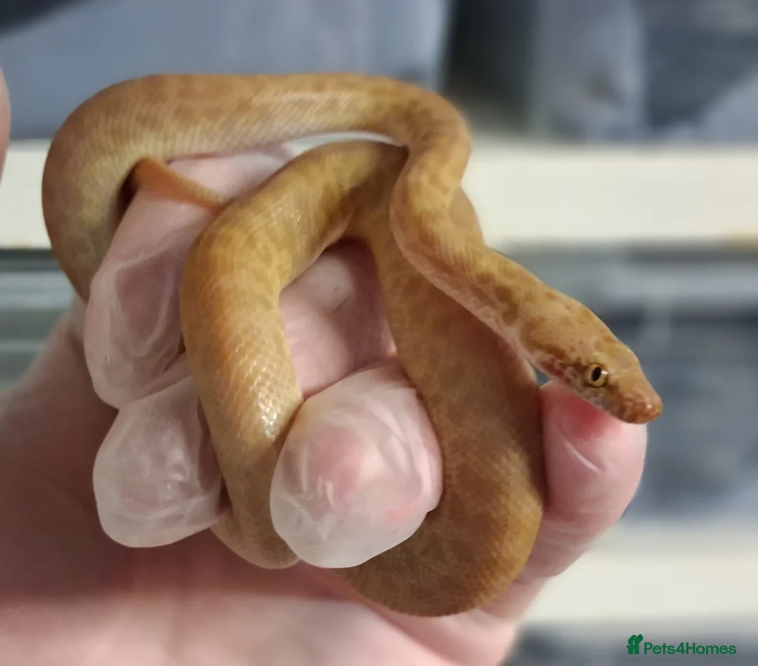 Python Snake reptiles for sale: Childerns Pythons T-Albino , Females - Advert 1