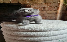 Scottish Fold cats for sale: Adorable Scottish Fold and Straight Kittens  - Image 18