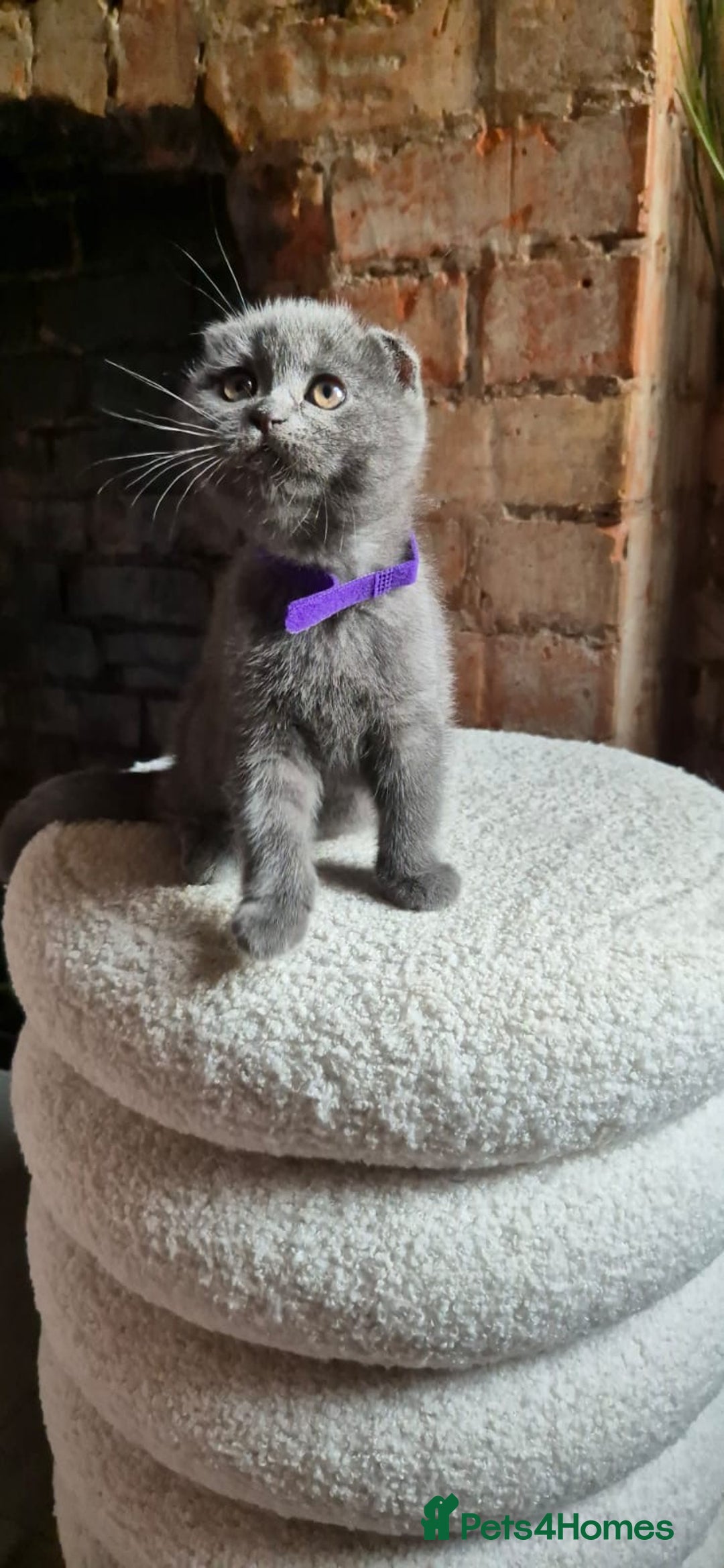 Scottish Fold cats for sale: Adorable Scottish Fold and Straight Kittens  - Image 18