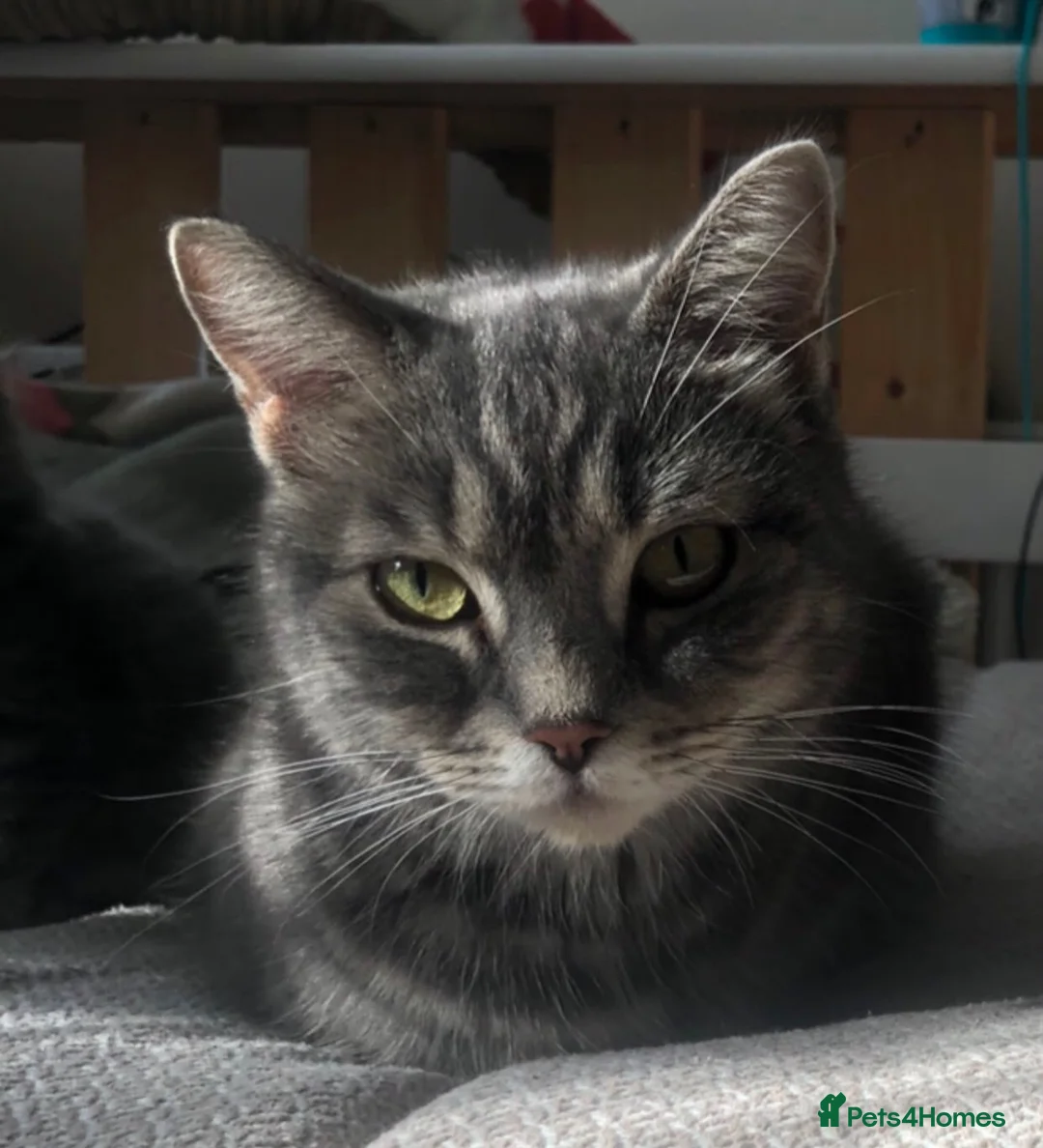 British Shorthair cats for sale: Mia looking for a new home! - Advert 2
