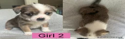 Mixed Breed dogs for sale: Mixed breed puppies  - Advert 11