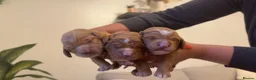 Cockapoo dogs for sale: Beautiful Multigen Cockapoo Puppies 🐶 - Advert 7