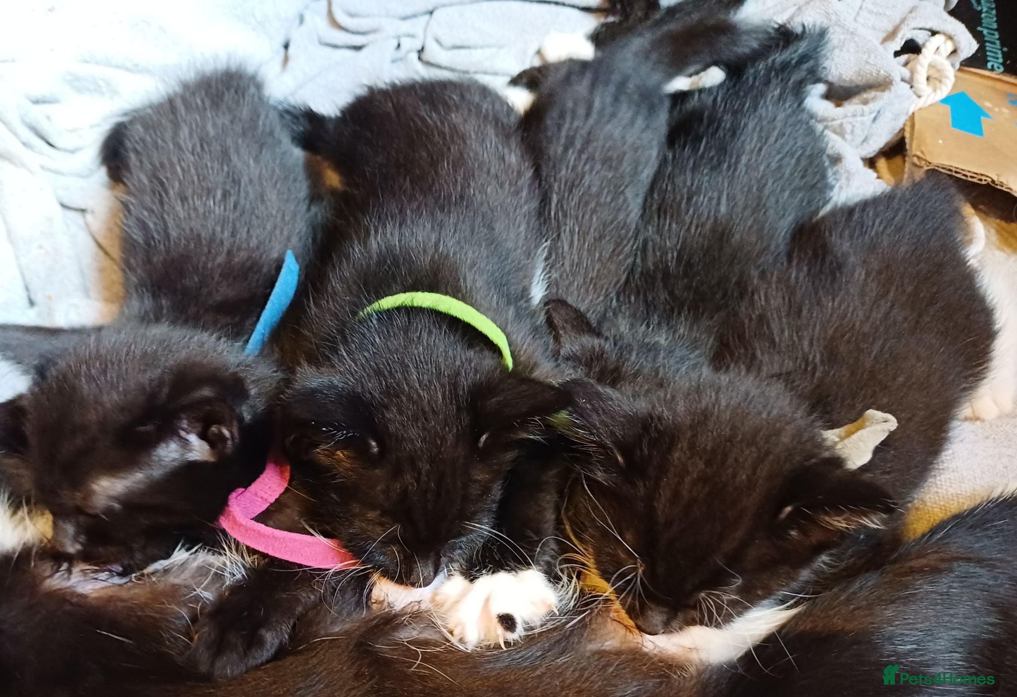 Mixed Breed cats Fun.loving kittens currently 6.5 weeks old - Advert 2