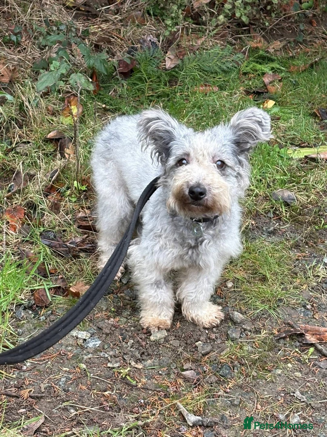 Mixed Breed dogs for adoption: Scruffy- Hingham Norfolk  - Advert 7