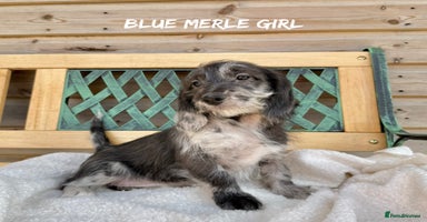 Mixed Breed dogs in Rhayader - Advert 9