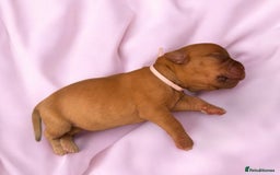 Dogue De Bordeaux dogs for sale: KC reg Dogue de Bordeaux puppies  - Image 12
