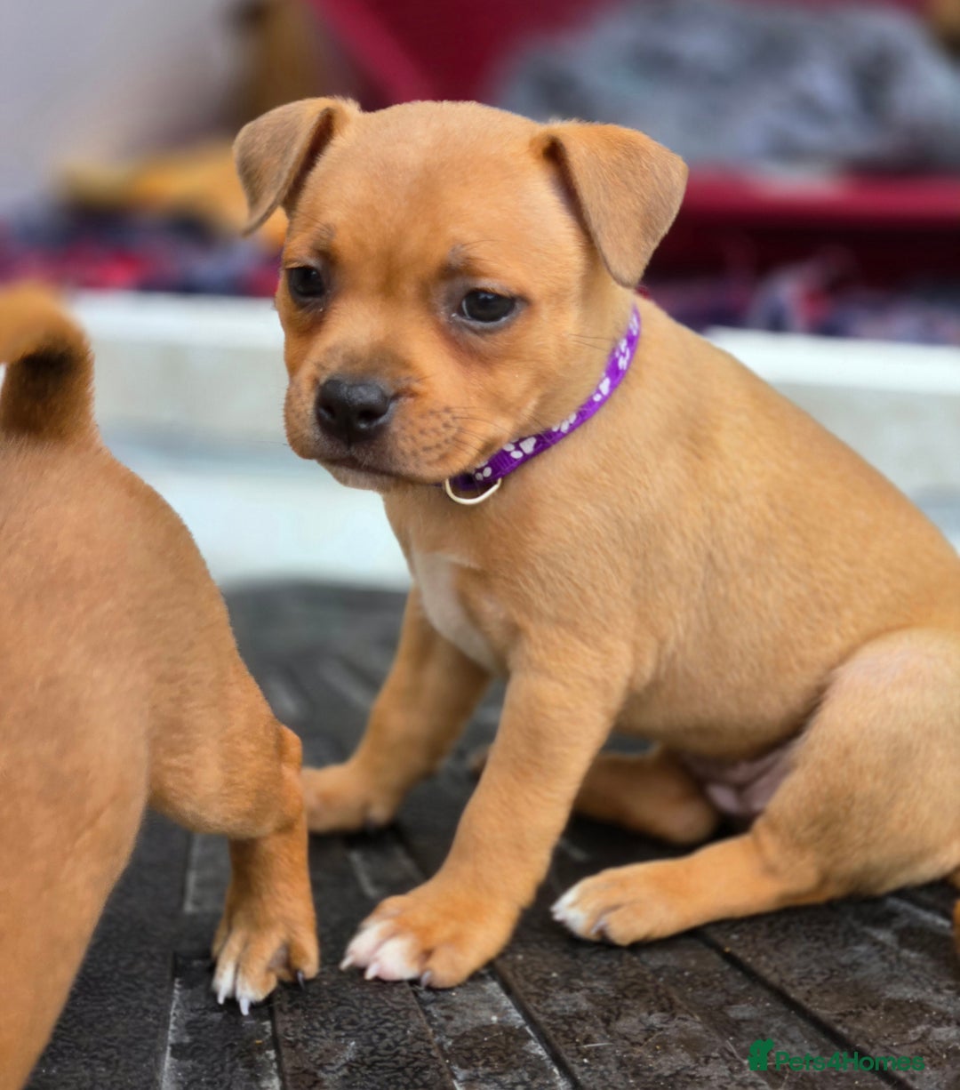 Staffordshire Bull Terrier dogs for sale: !READY NOW! KC Reg Quality Red Staffy Puppies  - Image 26
