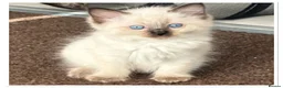 Ragdoll cats for sale: 6 cute pure breed Ragdoll kittens 2 boys 4 girls  - Advert 3