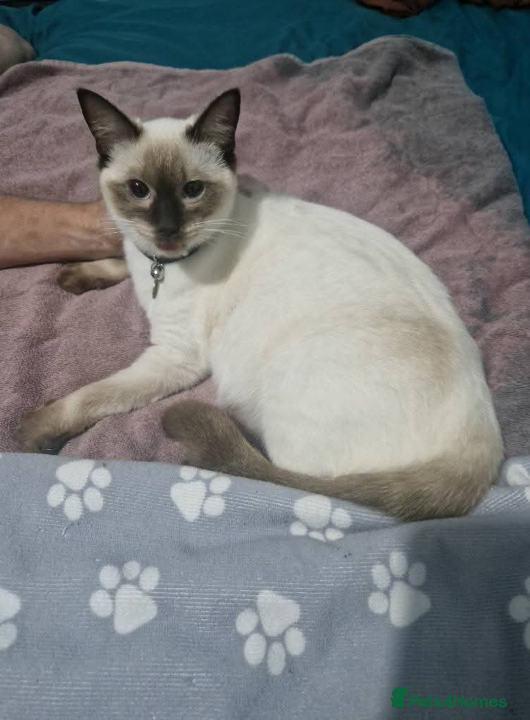 Ragdoll cats for sale: Luna Ragdoll x Britiah shorthair  - Advert 6