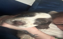 English Springer Spaniel dogs for sale: last baby looking for his forever home🥺😍 - Advert 3