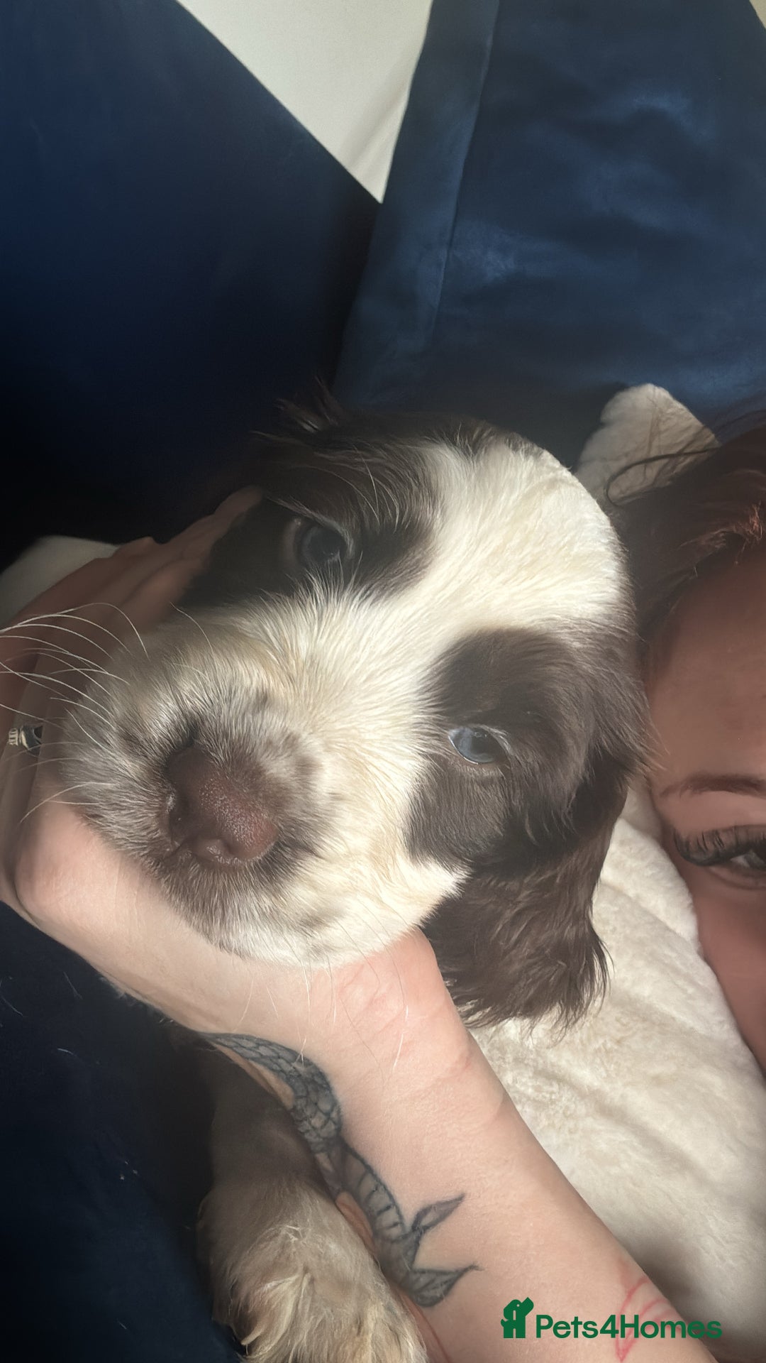 English Springer Spaniel dogs for sale: last baby looking for his forever home🥺😍 - Advert 3