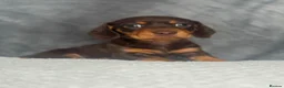 Dachshund dogs for sale: 2 beautiful female dashounds  - Advert 18