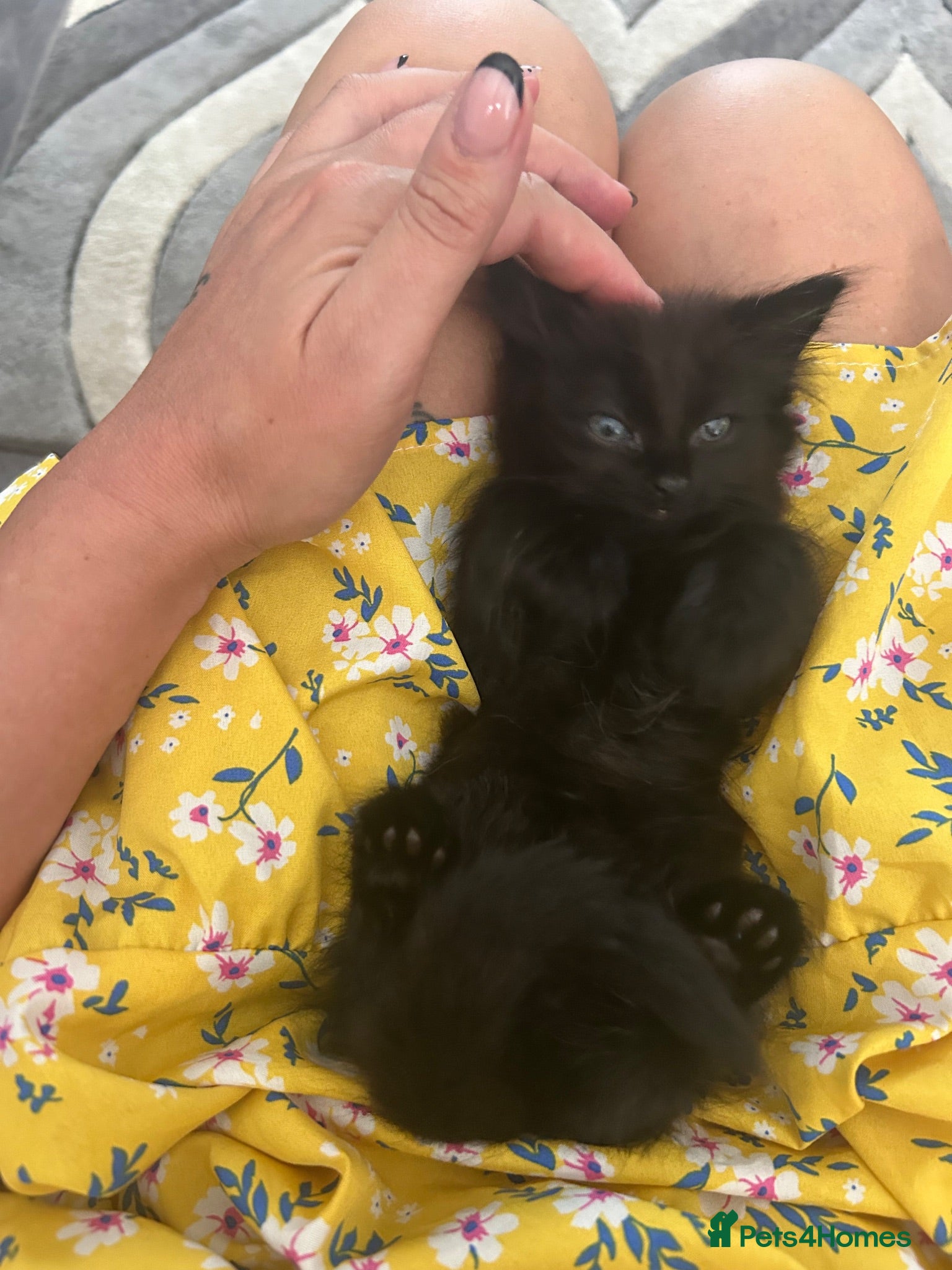 Mixed Breed cats Black fluffy loving kitten for sale  - Advert 1