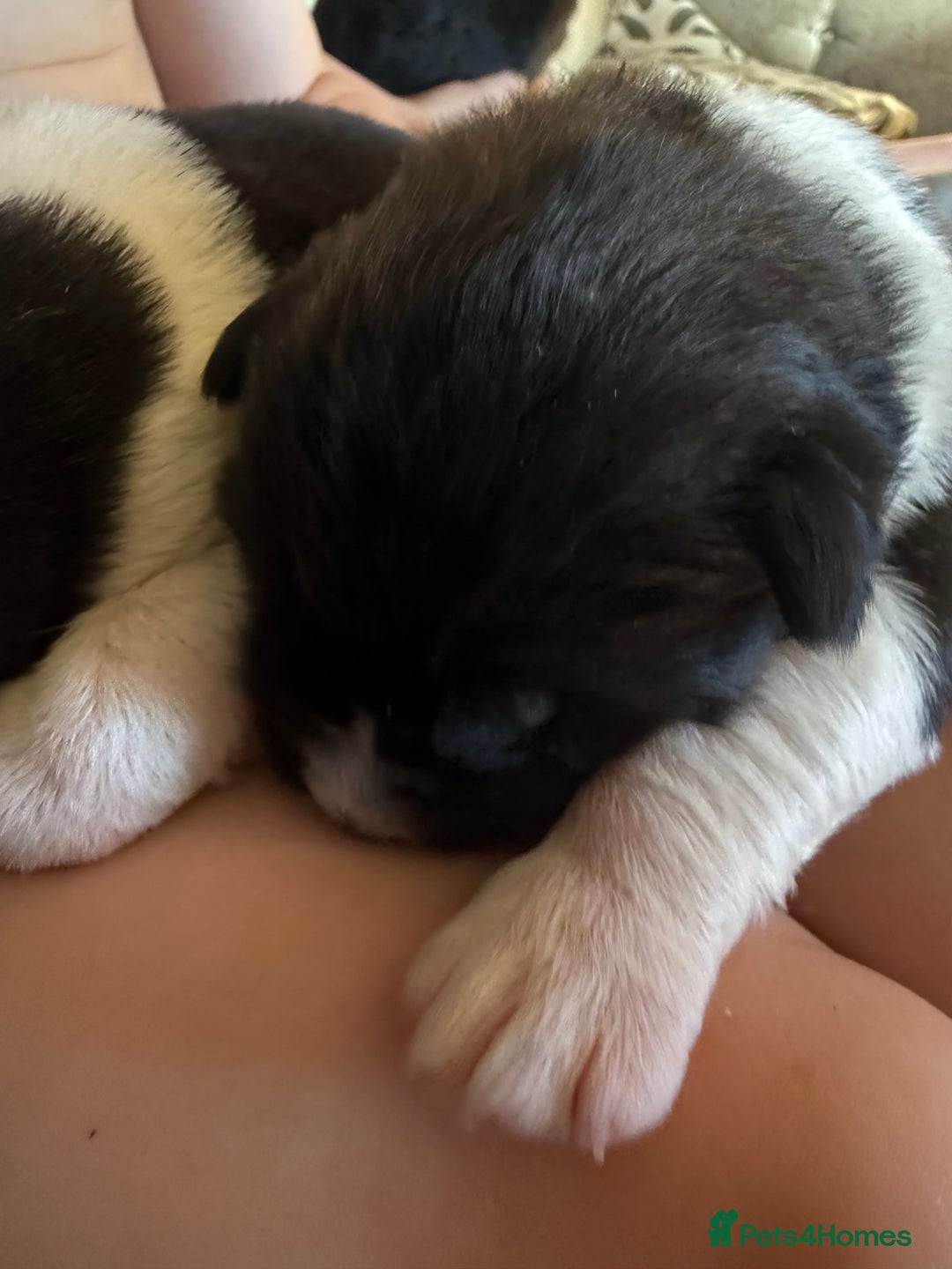 Akita dogs for sale: Big bear head full American Akitas  - Advert 16