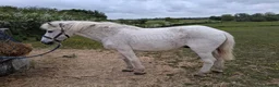 Welsh Section D horses for sale: Welsh section d  - Advert 3