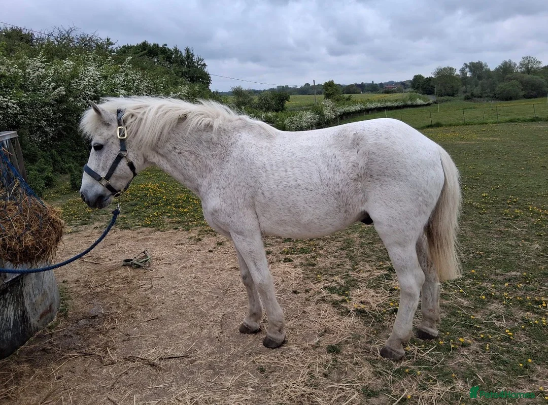 Welsh Section D horses for sale: Welsh section d  - Advert 3