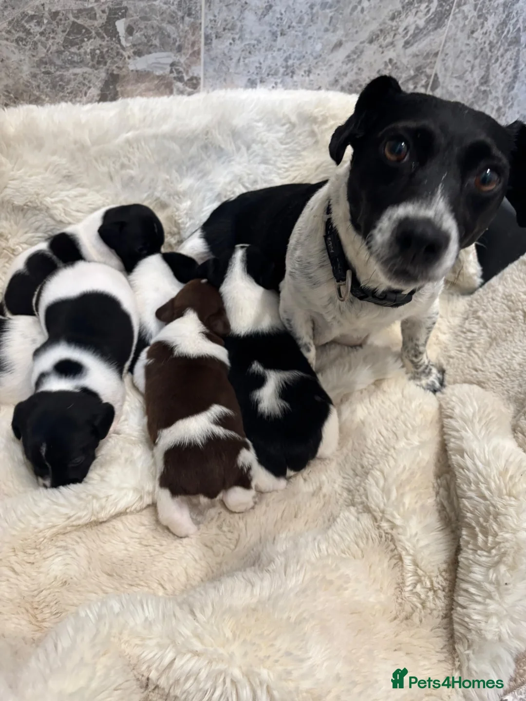 Jack Russell dogs for sale: Jack Russell pups  - Advert 1