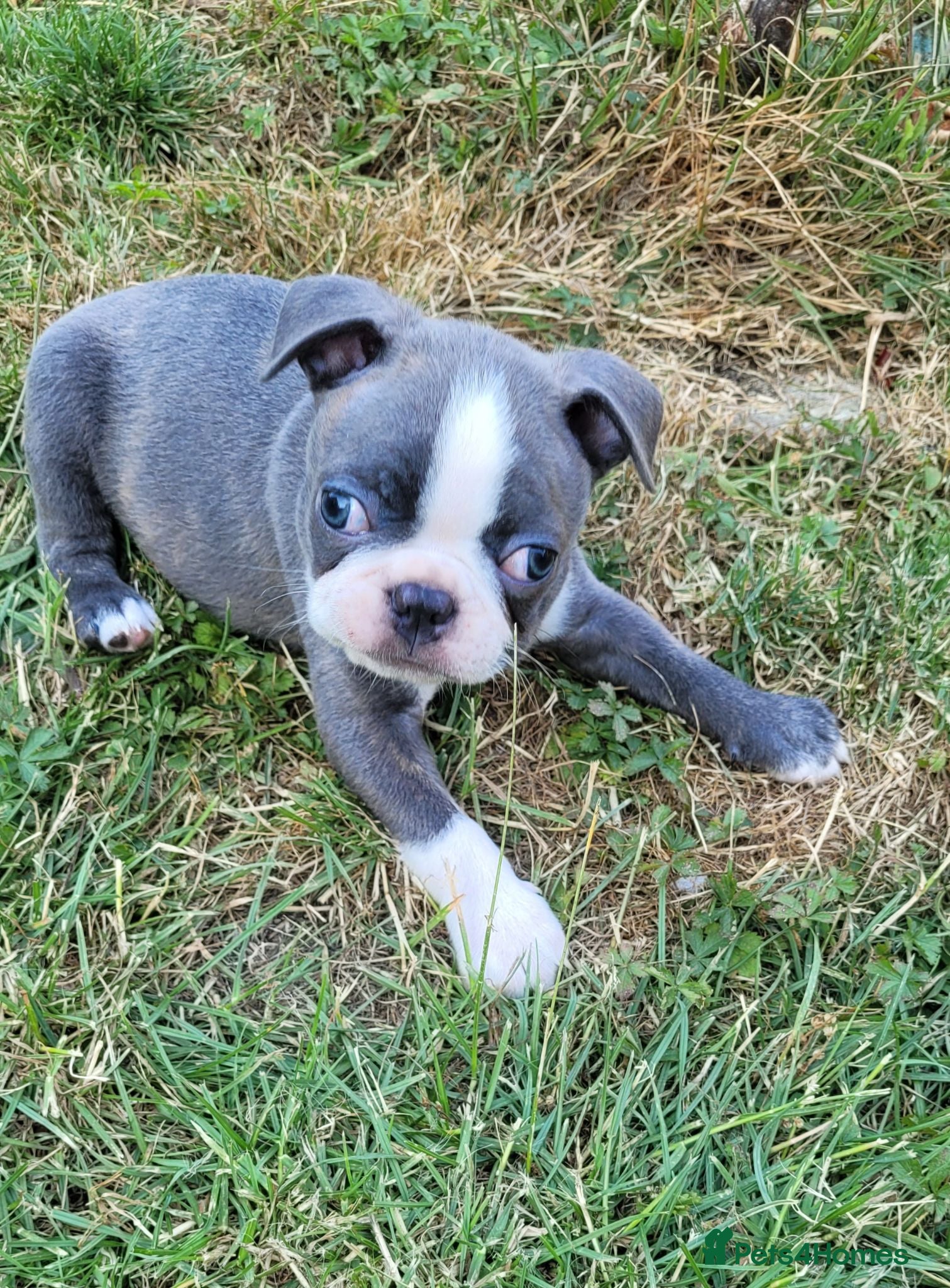 Boston Terrier dogs 1 x Beautiful Blue Brindle Boy remaining - Advert 12