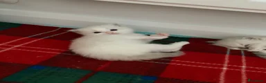 Peter