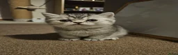 British Shorthair cats for sale: Beautiful GCCF Registered Kittens For Sale - Advert 6