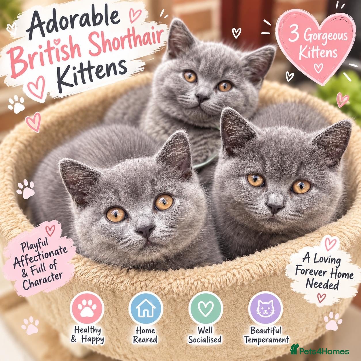 British Shorthair cats Blue British Shorthair Kittens 3 boys - Advert 17