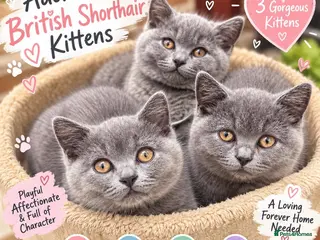 British Shorthair cats Blue British Shorthair Kittens 3 boys - Advert 2